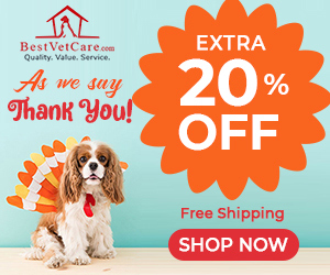Thanksgiving Sale 2021